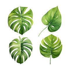 watercolor painting of monstera leaf four collection