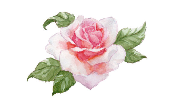Rose blanche à l'aquarelle