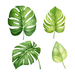 watercolor painting of monstera leaf four collection