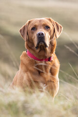 Portrait of a Fox Red Labrador dog on a Welsh Mountain. 