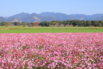 一面に広がるコスモス畑