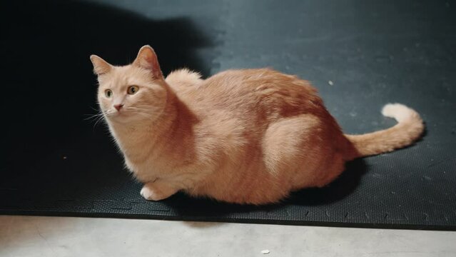 Pretty Big Eye Bright Orange Fluffy Tabby Female Cat Stares Playfully Off To the Distance While Sitting Loaf Calmly on a Rubber Floor Mat