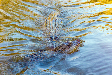 Feeding of alligators