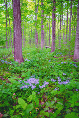 Blue Flowers in the forest