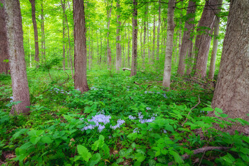Fototapeta na wymiar Blue Flowers in the forest