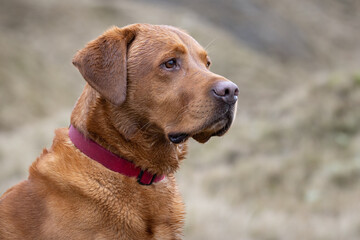 Portrait of a Fox Red Labrador dog on a Welsh Mountain. 