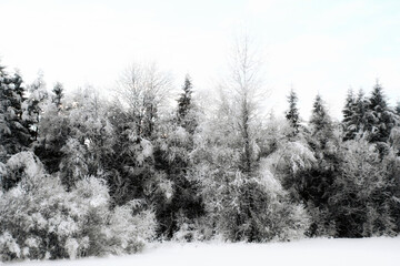 Snow-covered ground with snowy trees and bushes in the background.