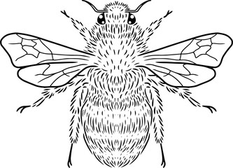 Line art bee