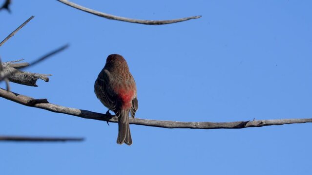 A House Finch sits on a perch in the Sepulveda Wildlife Reserve in Southern California.