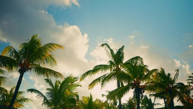 Timelapse shot of a tropical palm treen with mature yellow coconuts. Wind blowing the palm leaves. Tropical paradise.