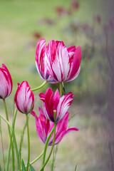 Pink and white bright color Rembrandt sorbet tulips in bloom, bouquet of springtime flowering...