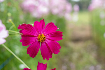 Close-up Purple Cosmos flower field in the morning at Chaing Mai, Thailand.