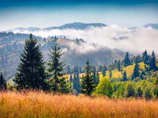 Bright rural landscape of meadow with foggy mountains on background. Wonderful morning view of Carpathian village, Ukraine, Europe. Beauty of countryside concept background.