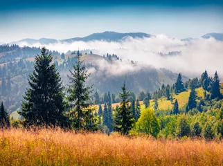 Zelfklevend Fotobehang Bright rural landscape of meadow with foggy mountains on background. Wonderful morning view of Carpathian village, Ukraine, Europe. Beauty of countryside concept background. © Andrew Mayovskyy