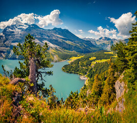 Old broken pine on the shore of Oeschinensee Lake. Sunny outdoor scene of Swiss Alps with...