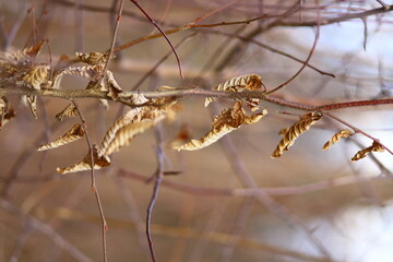 frost on branches