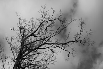 tree in fog