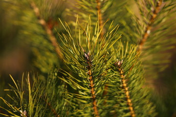 close up of pine needles