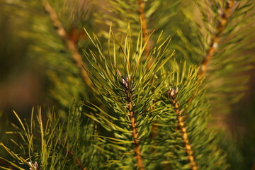 close up of pine needles