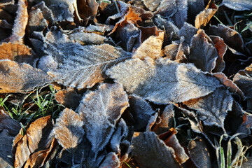 Closeup of  Beech leaves covered in frost, Derbyshire England
