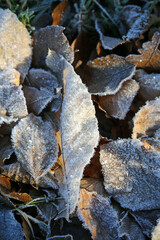 Macro image of a leaf covered in ice crystals, Derbyshire England
