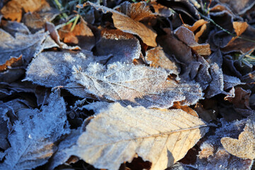 Macro image of a pile of frozen leaves, Derbyshire England
