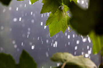 Heavy Rain on Vineyard Concept Full Frame Close Up Background
