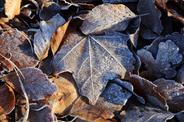 Sunlit leaves covered in ice crystals, Derbyshire England
