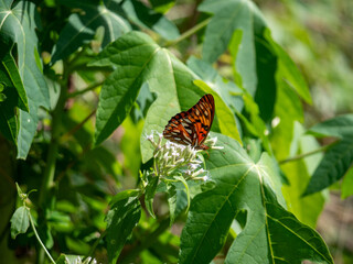 Gulf fritillary butterfly on a flower