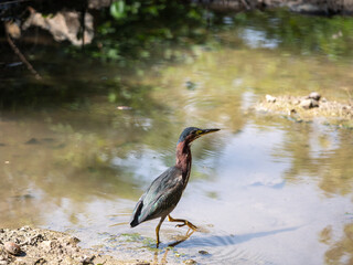 The green heron (Butorides virescens) is a small heron of North and Central America.