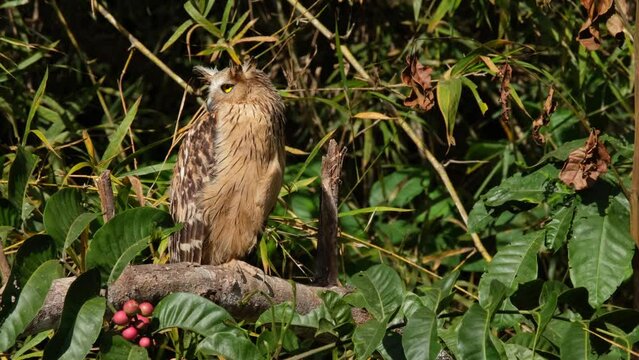 Turning its head towards the left and back while perched on a branch of a fruiting tree, Buffy Fish Owl Ketupa ketupu, Thailand