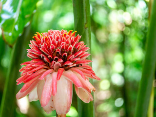 Etlingera elatior (also known as torch ginger, ginger flower, red ginger lily, torchflower, torch...