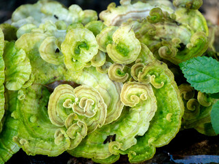 Green fungus mushrooms fungi