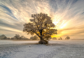 Sunrise in the distance with a majestic snow tipped tree 