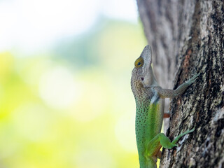 Barbuda Bank Tree Anole (Anolis leachii} on a tree trunk in Antigua