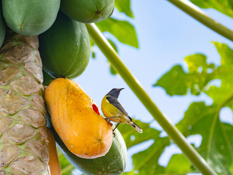 bananaquit (Coereba flaveola) eating a papaya in Guadeloupe