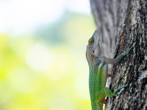 Barbuda Bank Tree Anole (Anolis leachii} on a tree trunk in Antigua