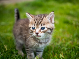 chaton mignon aux yeux bleus