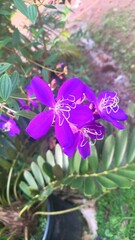 Tibouchina flower in the garden 