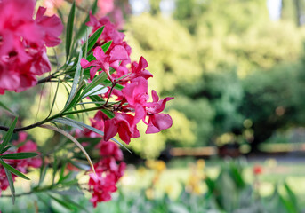 Bright pink flowers of common oleander close-up on the background of botanical garden Spring...