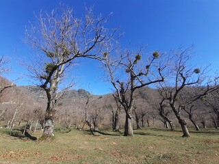 PAESAGGIO MONTANO INVERNALE IN GIFFONI VALLE PIANA,SUD ITALIA,22 GENNAIO 2024.