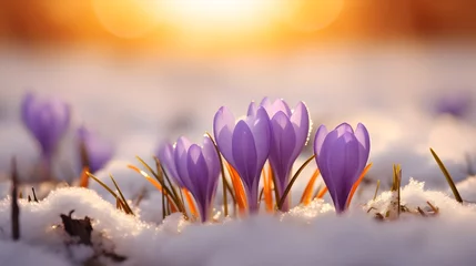 Zelfklevend Fotobehang spring awakening crocus in the snow © Ziyan Yang