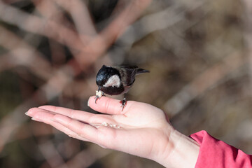 Wildlife scene with a cute rufous-naped tit eating from hand.
