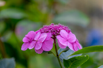 Selective focus bushes of purple pink hortensia flower with green leaves in the garden, Hydrangea...
