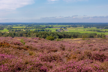 The flowering calluna vulgaris on hillside, Heath, ling or simply heather, The sole species in the genus Calluna in the family of Ericaceae, Lemelerberg or Archemerberg, Ommen, Overijssel, Netherlands