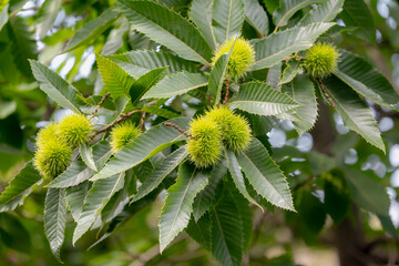 Wild young chestnuts with green leaves on the tree in the forest, The chestnuts are a group of eight or nine species of deciduous trees and shrubs in the genus Castanea in the beech family Fagaceae.