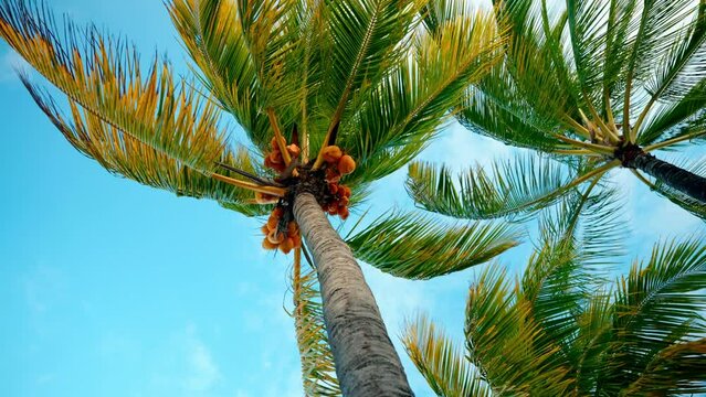Static close up shot of a tropical palm treen with mature yellow coconuts. Wind blowing the palm leaves. Tropical paradise.
