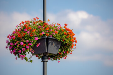Selective focus of Sweet scented geranium on lamp pole with blue sky and white cloud, Red pink...