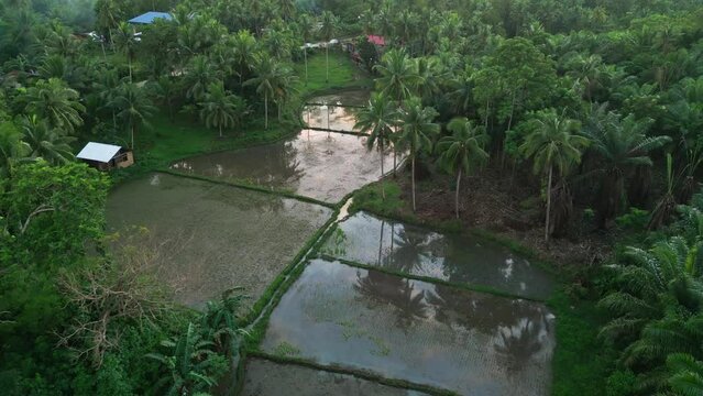 Scenic view of rice fields in the middle of green tropic jungle, Philippines
