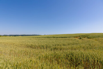 Summer landscape, The terrain of hilly countryside in Zuid-Limburg, Farmland with barley (gerst) Hordeum vulgare or Wheat on hillside and tree, Small villages in Dutch province of Limburg, Netherlands